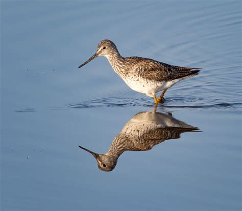 Blackwater NWR – A Great Spot for Bird and Wildlife Photographers ...