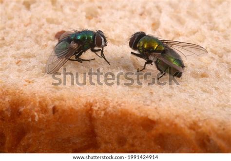 419 Insect Sandwich Stock Photos, Images & Photography | Shutterstock