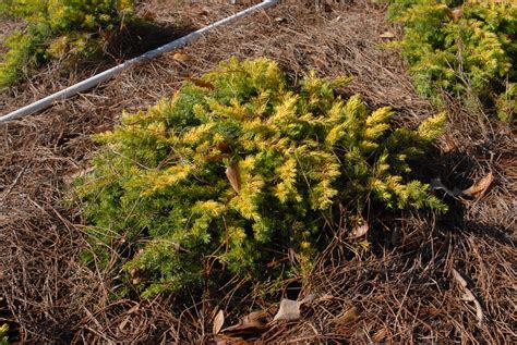 Juniperus conferta (Shore Juniper) | North Carolina Extension Gardener Plant Toolbox