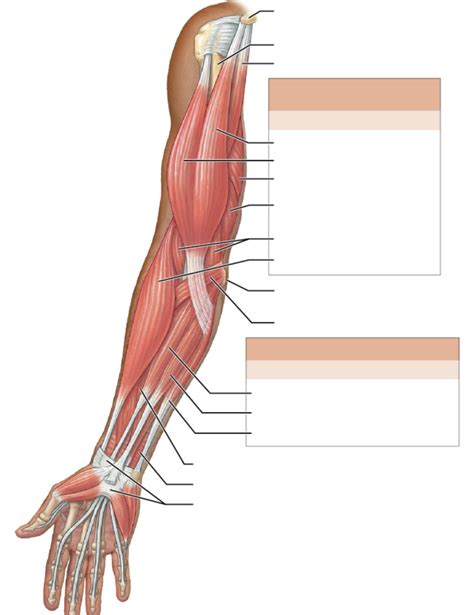 Arm Muscles Anterior Diagram Quizlet