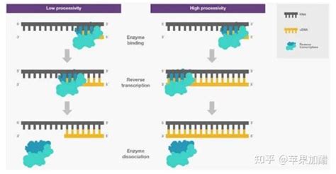 逆转录酶的特性 知乎
