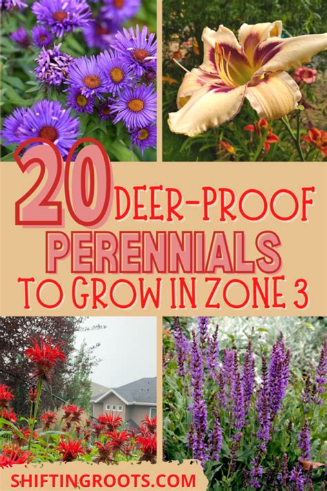 20 Deer Proof Perennials To Grow In Zone 3 Deer Resistant Flowers