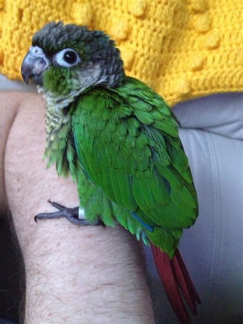 34 best Green Cheek Conures images on Pinterest | Exotic birds ...