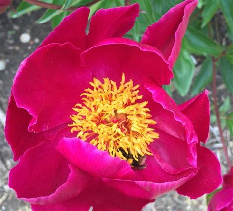 Buy Deep Red Single Peony Paeonia Lactiflora Wilbur Wright Plants