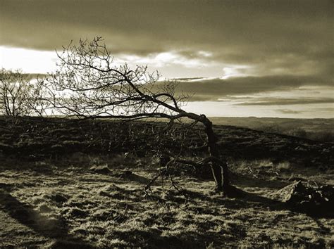 Haggard Tree This Tree Stands On The Top Of Stanton Moor Flickr