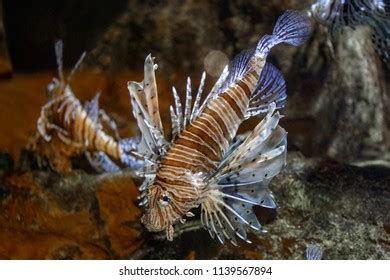 Red Lionfish Aquarium Fish Venomous Coral Stock Photo 1139567894 | Shutterstock