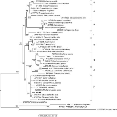 Bayesian Inference Phylogeny Based On Partial 16S RRNA Sequences 1599