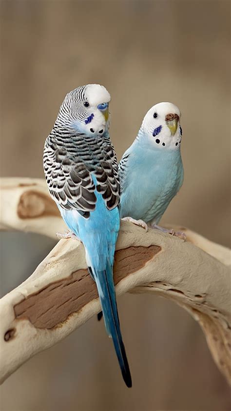 Beautiful Rare Budgie Budgies Budgies Bird Australian Parrots Hot Sex