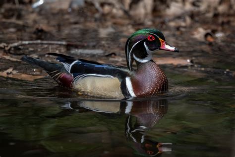 Ebird Checklist 8 Apr 2023 Prospect Park 50 Species