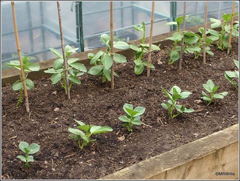 Mark S Veg Plot Staking The Broad Beans