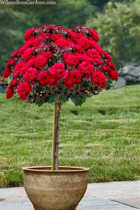 Buy Oh My Floribunda Red Tree Rose FREE SHIPPING Wilson Bros