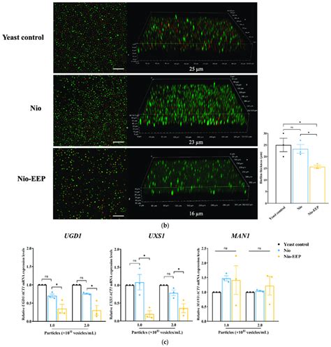 Reduction In Biofilm Formation By Nio Eep The Surface Adhered Yeast