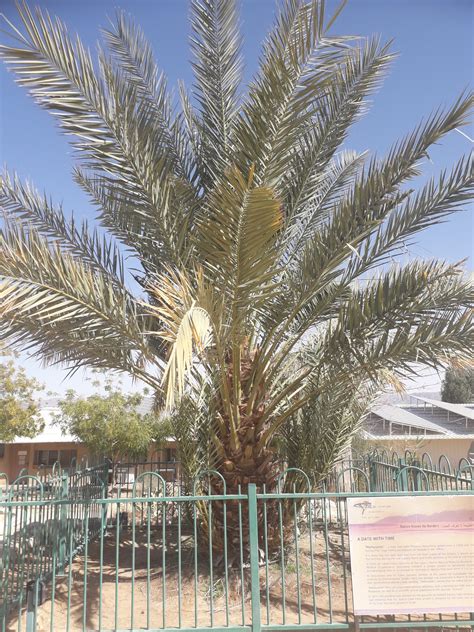 Scientists Sprouted Year Old Date Palm Seeds To Study Their Dna