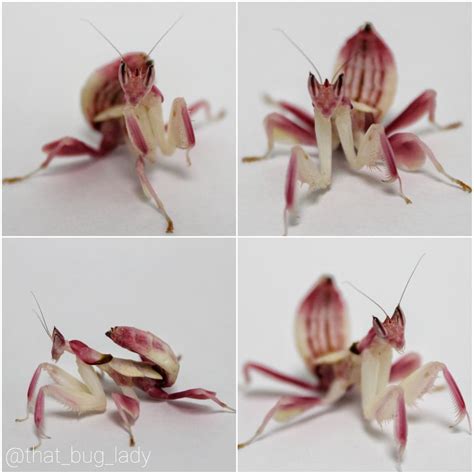 🔥 I'm heading an orchid mantis breeding program for work. Here is our ...