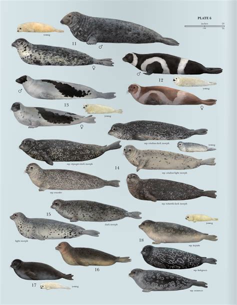 verschillende soorten zeedieren  een diagram  seal species