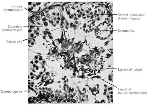 Book The Frog Its Reproduction And Development 3 Embryology