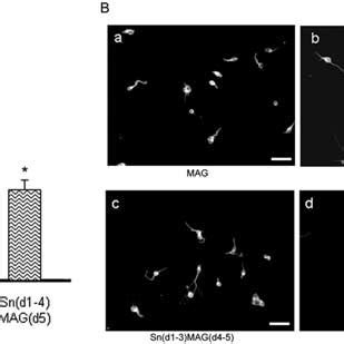 The Effect Of Mag D And Mag D On Neurite Outgrowth From