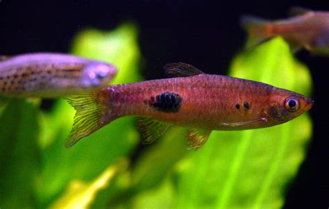 Rasbora Tank Size What S The Minimum Tank Size For Rasbora Fish