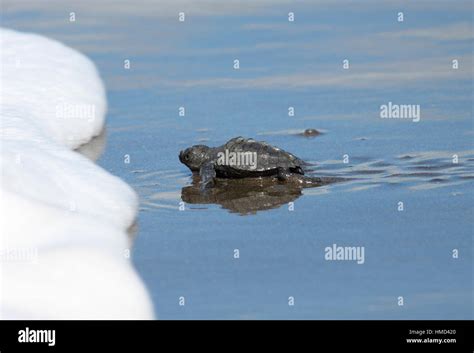 Olive Ridley Turtle Hatchling Lepidochelys Olivacea Walking To Ocean