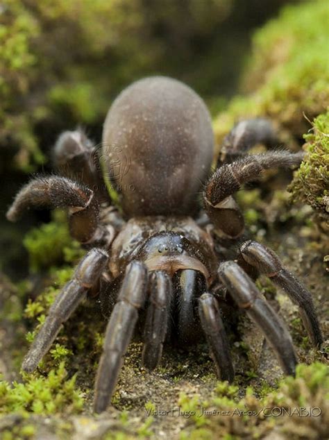 CONABIO on Twitter Las arañas son clave para el equilibrio ecológico