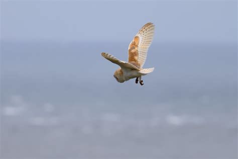 Barn Owl Rspb Bempton Cliffs Michael Atkinson Flickr