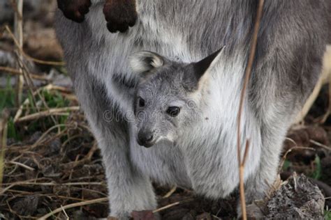 Mother Wallaby with it S Baby Joey Stock Image - Image of cute, brown ...