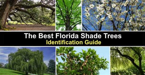 The Best Florida Shade Trees With Pictures Identification Guide