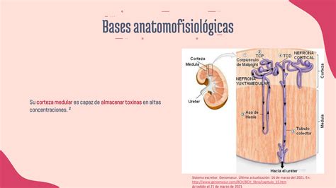 Solution Jos Garc A A Renal Enfermedad Renal Aguda Y Cr Nica Studypool