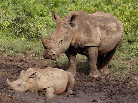 Rhino Poaching In South Africa Halved During Coronavirus Lockdown