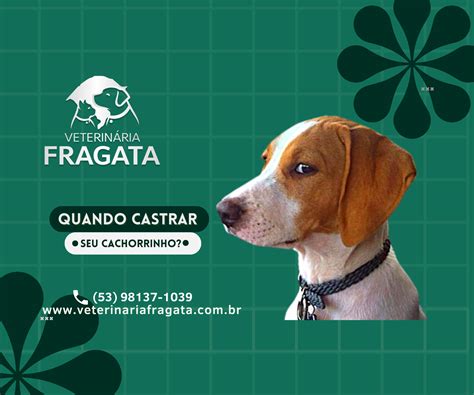 Quando castrar meu cachorrinho Clínica Veterinária Fragata Plantão