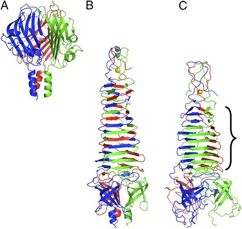 Structure Of The Receptor Binding Carboxy Terminal Domain Of