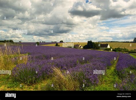 English lavender farm hi-res stock photography and images - Alamy