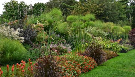 Old Country Gardens Cyperus Papyrus Long Island Tropical Forest Lush