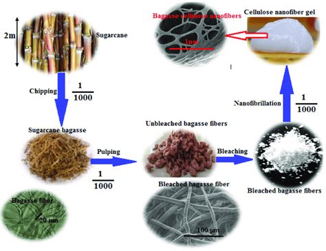 Top Down Approach For Preparation Of Cellulose Nanofibers Cnfs From Download Scientific