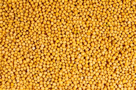 Yellow Mustard Seeds Australia The Source Bulk Foods