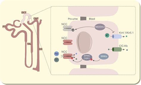 Mechanisms Coupling Sodium And Magnesium Reabsorption In The Distal