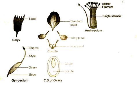 Clitoria Ternatea Floral Diagram