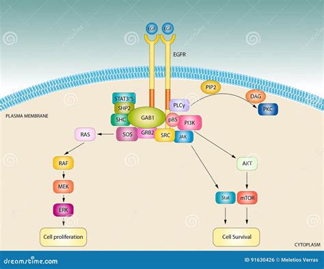 EGF Signaling Pathway Stock Illustration Illustration Of Biology