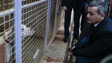 Maltraitance animale brigade spécialisée référents ce qu il faut