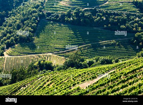 High Angle View Of Green Vineyards On Hills In Valley Stock Photo Alamy