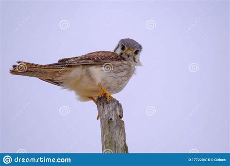 Female Common Kestrel Falco Tinnunculus Santa Teresa National Park