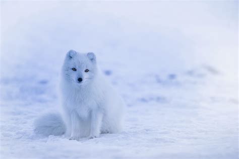 Kostenlose Foto Landschaft Natur Schnee Kalt Winter Tier