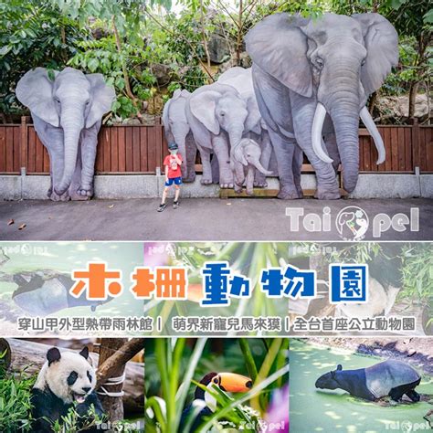 台北市區景點〡台北市立動物園〡木柵動物園 展示很open的穿山甲館 一鳴驚人的笑翠鳥 人氣王貓熊企鵝 經典不敗親子景點 小菲親子玩樂生活