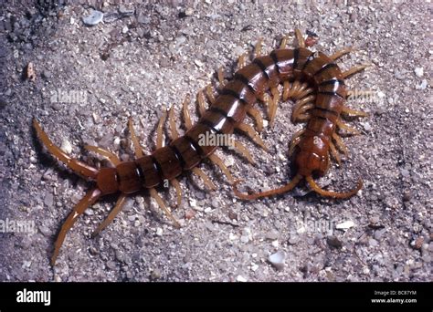 Rainforest Centipede Stock Photos And Rainforest Centipede Stock Images