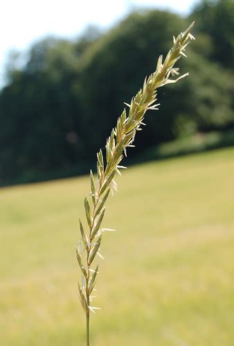 Grama Elymus Repens