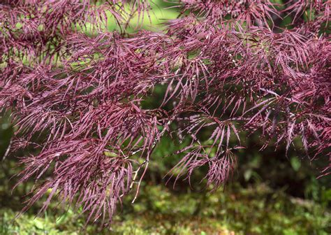 How To Grow And Care For Crimson Queen Japanese Maples