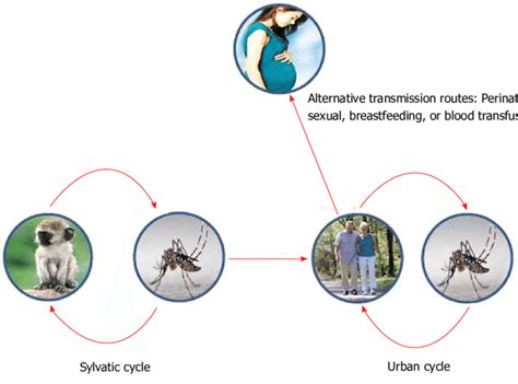 Schematic Representation Of Zika Virus Transmission Cycle With A