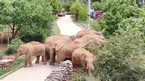 Migrating Elephant Herd In Sw China’s Yunnan Heads For Home After Long Trek 4 People S Daily