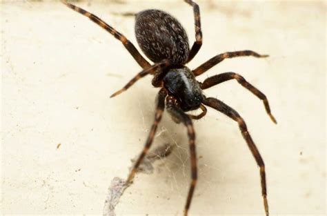 13 Things Attracts Spiders In The House