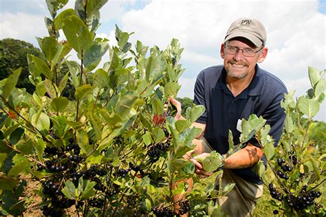 Uconn Researchers Work To Develop Potential Of Native Aronia In The